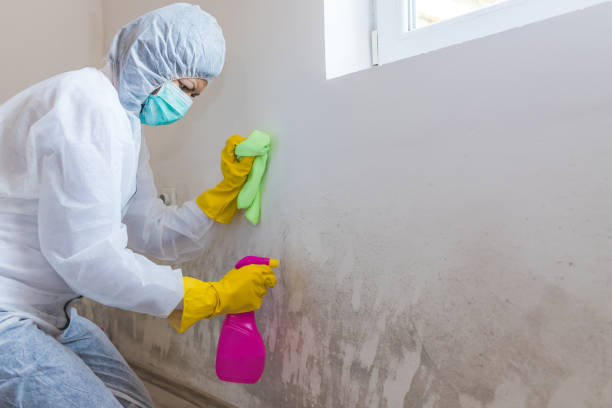 Seminole, FL Mold Inspection Company